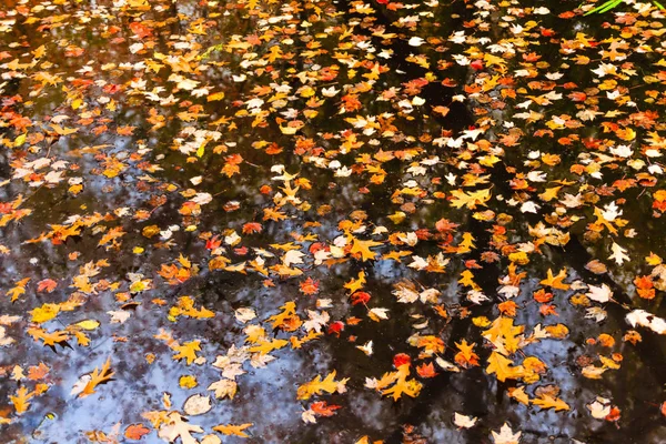 Fall Leaves in Wetland Marsh — Stock Photo, Image