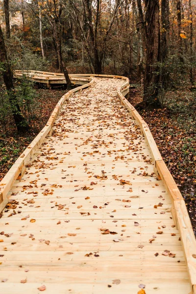 New Wood Path in Autumn — Stock Photo, Image