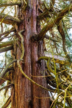 Eski Redwood ağaç gövdesi