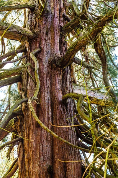 Old Redwood Tree Trunk — Stock Photo, Image