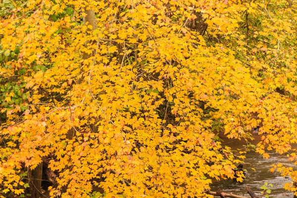 Beaucoup de feuilles jaunes brillantes à l'automne — Photo