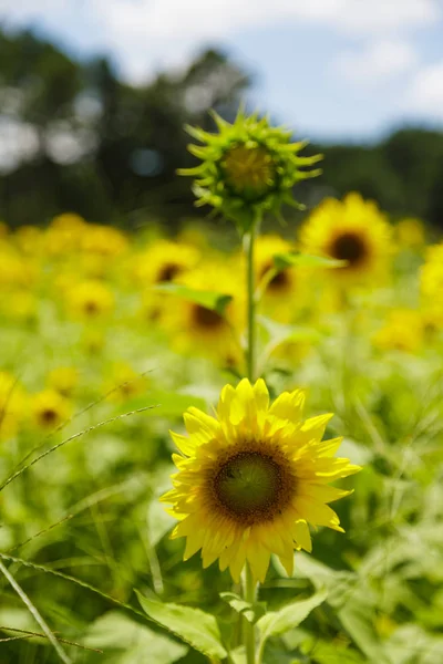 New Sunflower Above one Blooming — Stock Photo, Image