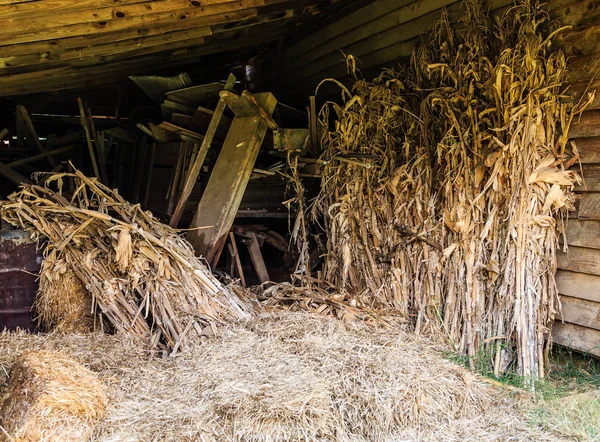 Foin et tiges de maïs dans la vieille grange — Photo