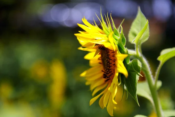 Single Sunflower from Side — Stock Photo, Image