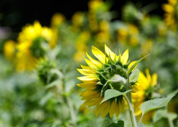 Sunflower from Behind — Stock Photo, Image