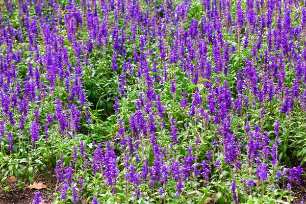 Purple Flower Ground Cover — Stock Photo, Image