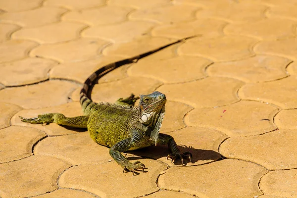 Iguana verde na telha marrom — Fotografia de Stock