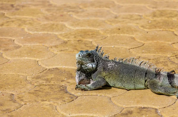 Iguana Basking on Warm Tiles — Stock Photo, Image