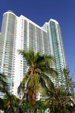 Palmiye ağaçları ile beyaz Miami kulesi