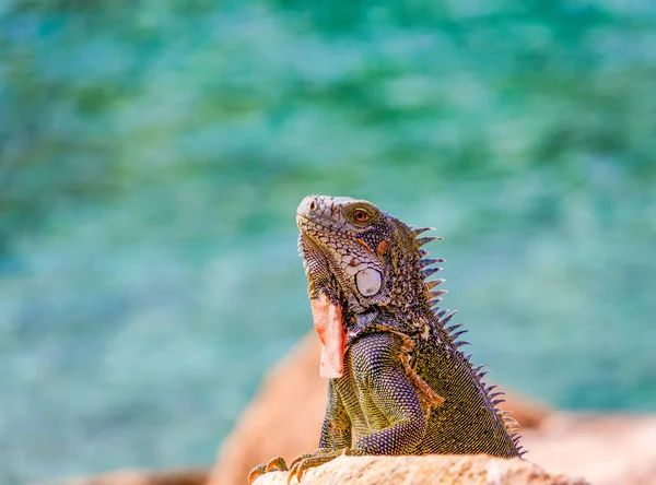 Renkli Iguana kayalardan bakıyor — Stok fotoğraf