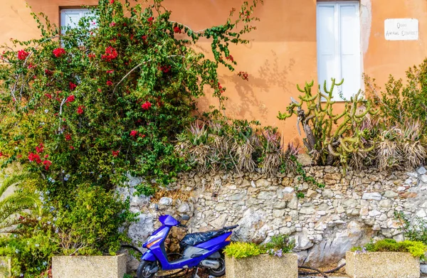 Scooter viola di fiori e parete rocciosa — Foto Stock