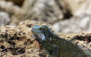 İguana buzlu arıyorsunuz