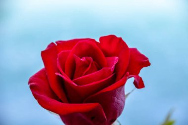 Koyu kırmızı gül