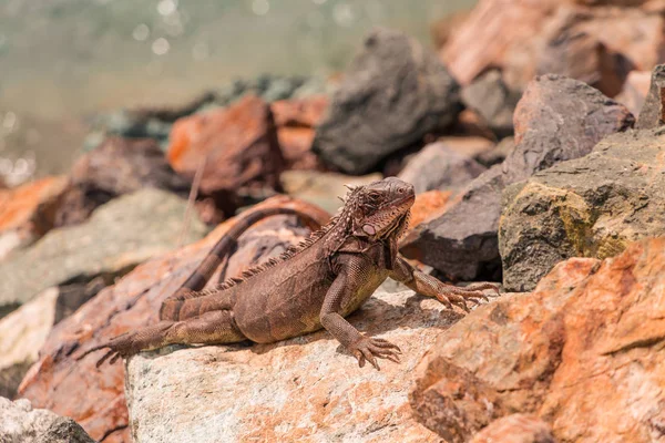 Lizard Basking on Rocks — Stock Photo, Image