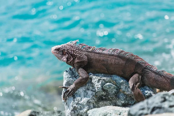 Iguana por Água Verde — Fotografia de Stock