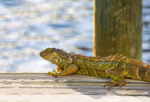 Leguán na Dock — Stock fotografie