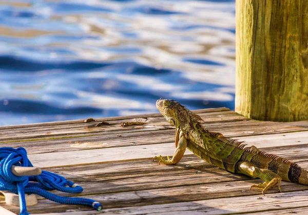 İguana dock cihazı üzerindeki — Stok fotoğraf