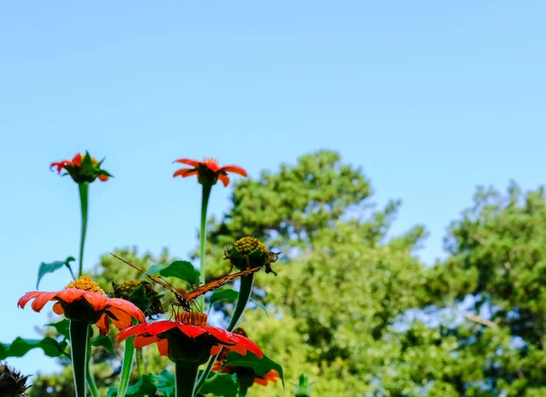 Farfalla appollaiata sul fiore — Foto Stock