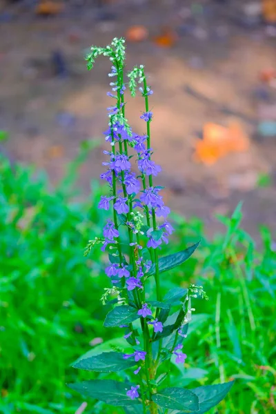 Bright Purple Flowers — Stock Photo, Image