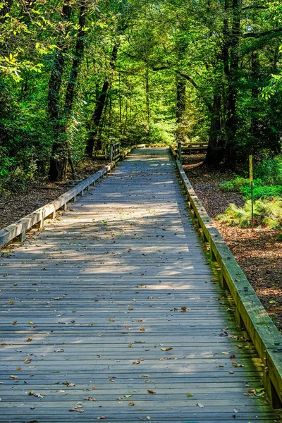 Camino de madera en Green Woods —  Fotos de Stock