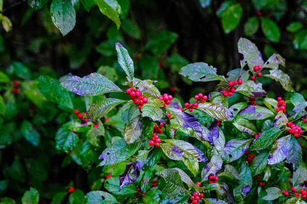Восени голі ягоди — стокове фото