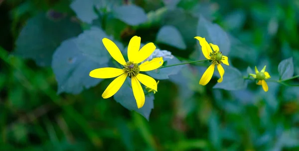 Line of Yellow Daisies — Stock Photo, Image