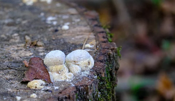 Fungo branco no coto — Fotografia de Stock
