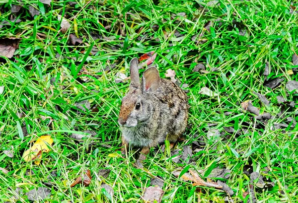 野生ウサギの餌やり — ストック写真