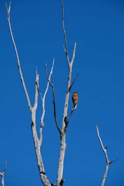 Falco in albero verticale — Foto Stock