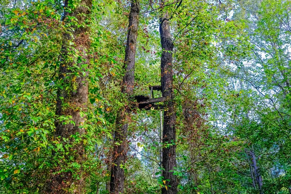 Suporte de árvore velha — Fotografia de Stock