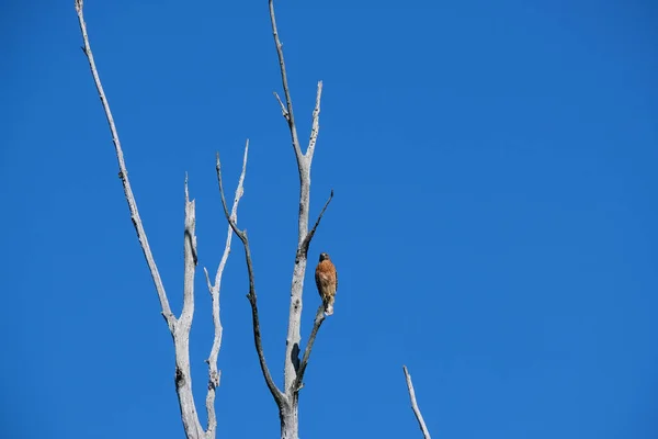 Falco in albero orizzontale — Foto Stock