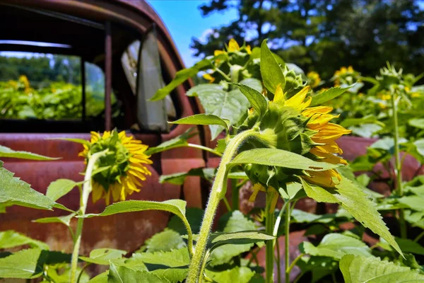 Camión viejo en campo de girasol — Foto de Stock