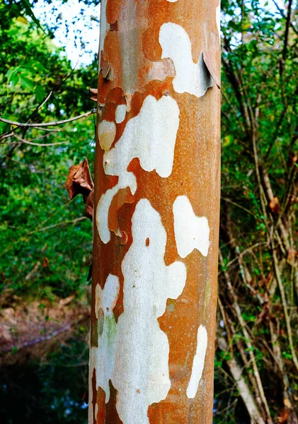 Casca de Descascamento em Sycamore Tree — Fotografia de Stock