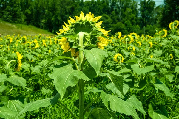 Eine Sonnenblume schaut weg — Stockfoto