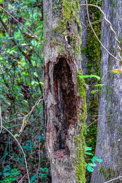 Albero marcio fuori — Foto Stock