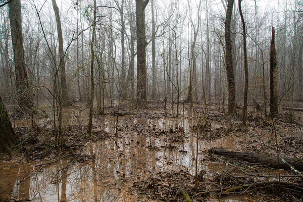 Foresta allagata sotto la pioggia nebbiosa — Foto Stock