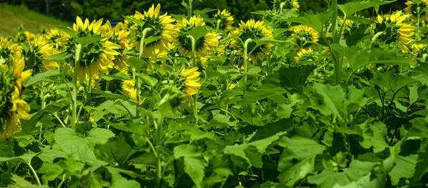 Sonnenblumen schauen weg — Stockfoto