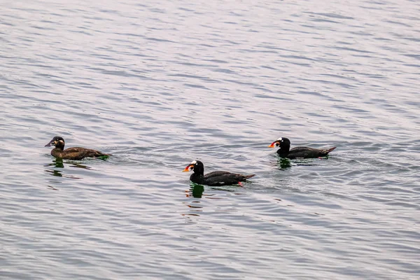 surf scoters in Calm Sea