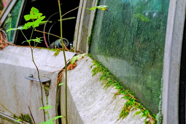 Moss en el coche viejo — Foto de Stock