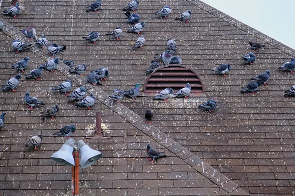 Pombos Roosting no telhado — Fotografia de Stock