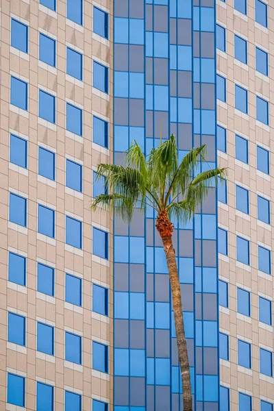 Palm Tree by Hotel — Stockfoto