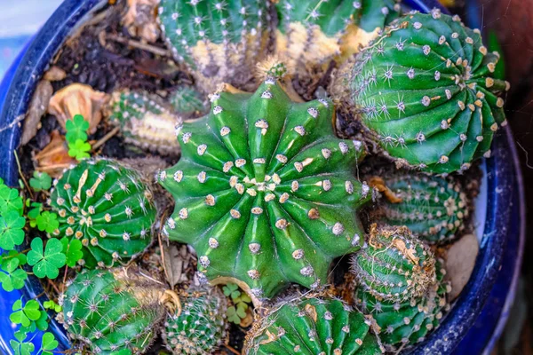 Cactuses in Small Pot — Stock Photo, Image