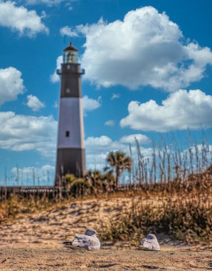 Tybee Deniz Feneri ve Kum Martıları