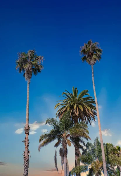 Palm Trees on Tropical Sky — Stock Photo, Image