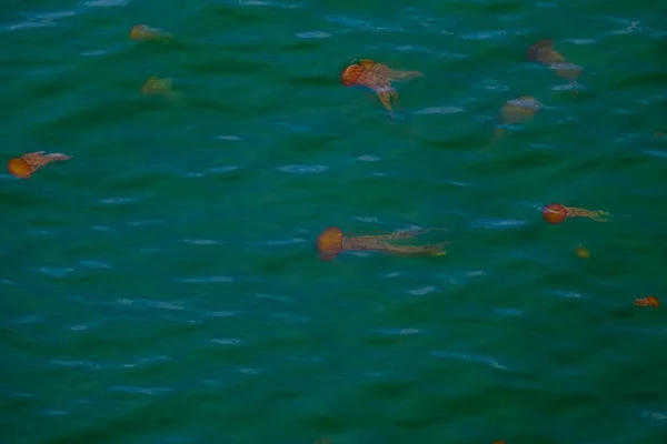 Yeşil Okyanusta Denizanası — Stok fotoğraf