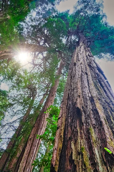 Les séquoias s'élèvent vers le ciel — Photo