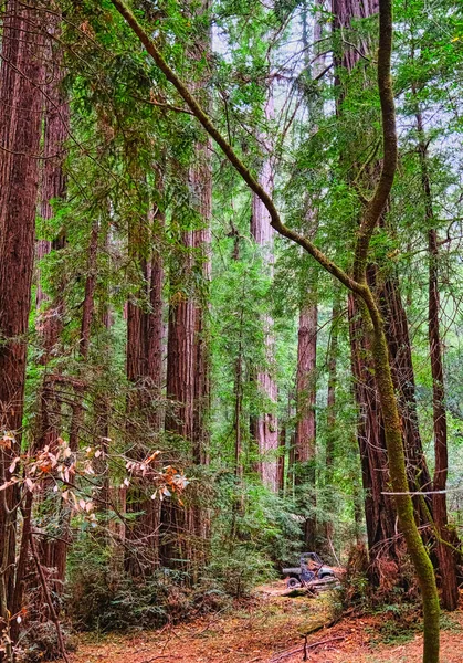 Cuatro ruedas en Redwood Forest — Foto de Stock