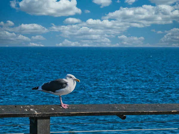 Gaivota sobre o mar azul — Fotografia de Stock