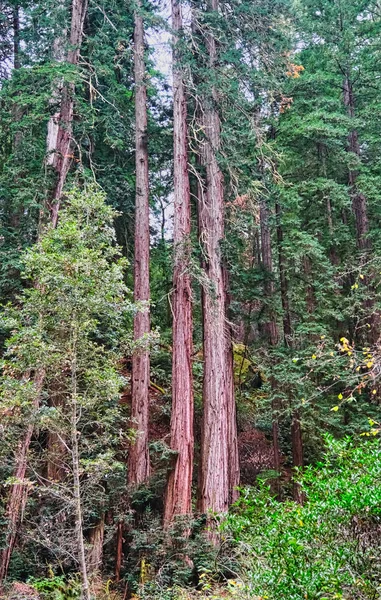 Stand de Redwood Trees — Fotografia de Stock