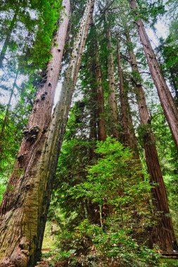 Sekoyalar Günışığına yükseliyor